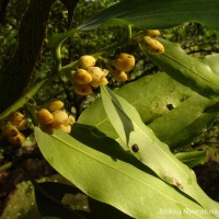 Diospyros malabarica (Desr.) Kostel.